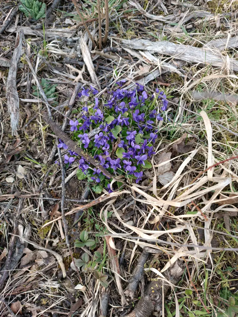 Condolence image of Claudia mit Skylar ganz tief im Herzen ❤️