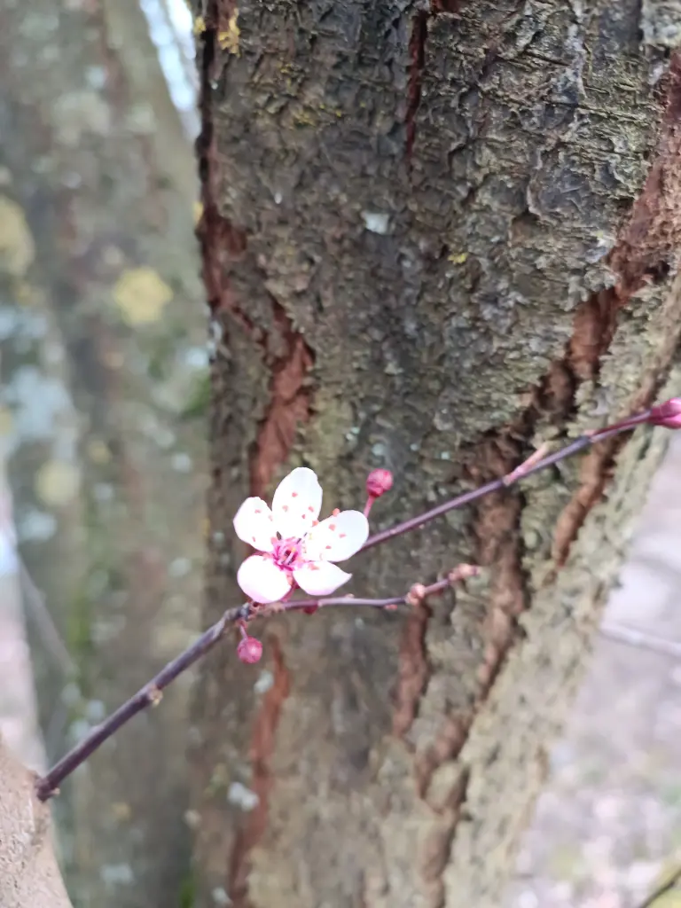 Condolence image of Claudia mit Skylar ganz tief im Herzen ❤️