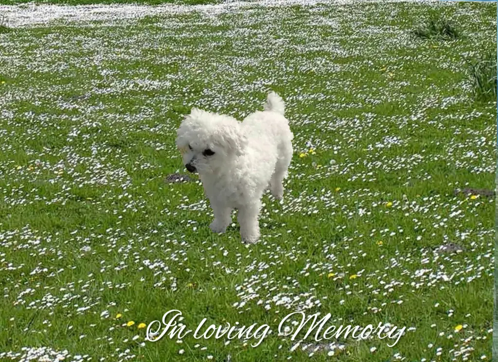 Condolence image of Snowy ❤️