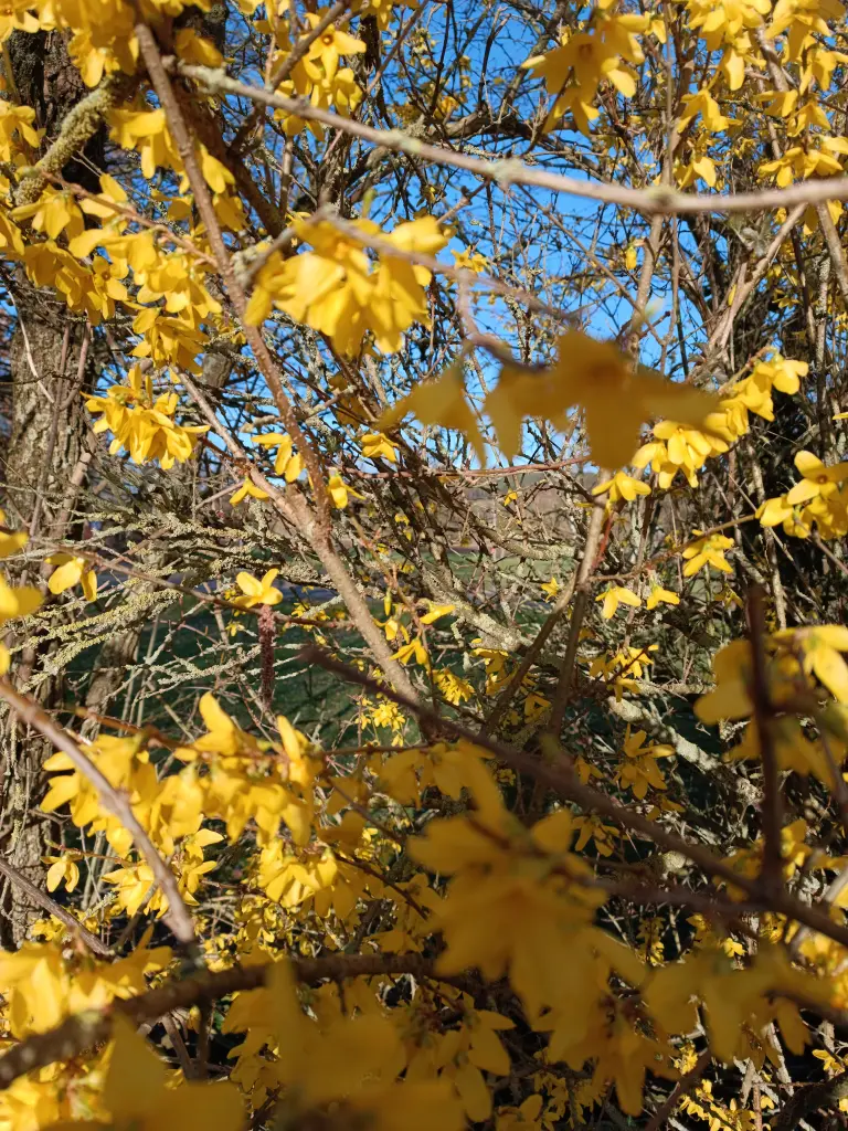 Condolence image of Claudia mit Skylar ganz tief im Herzen ❤️