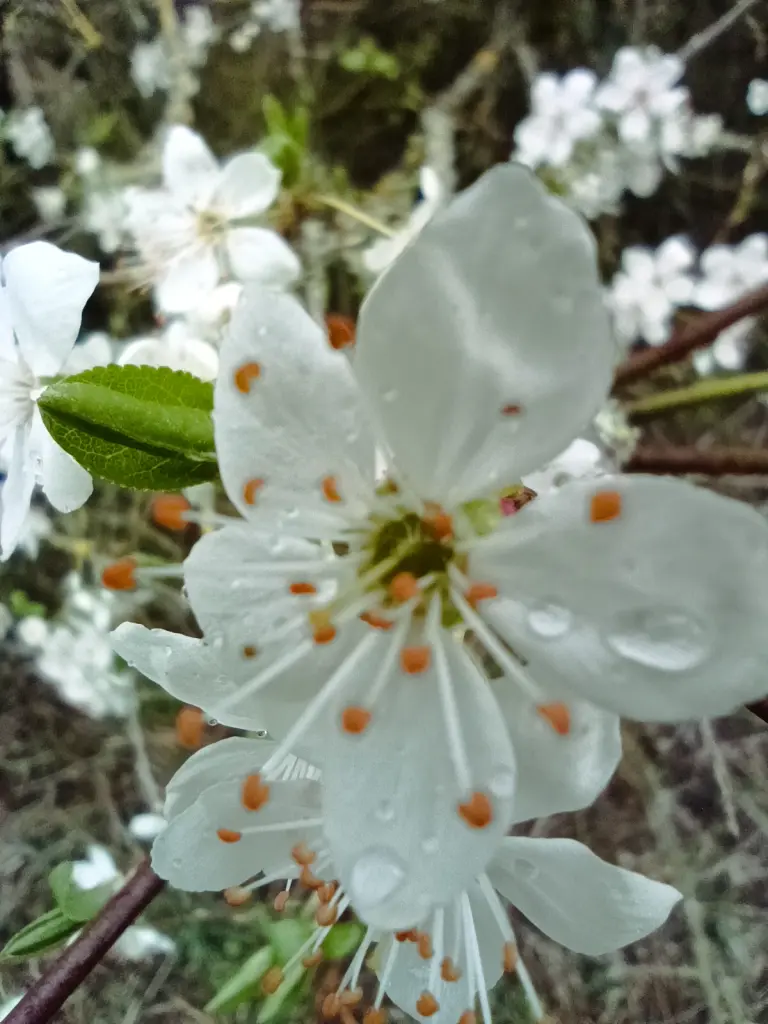 Condolence image of Claudia