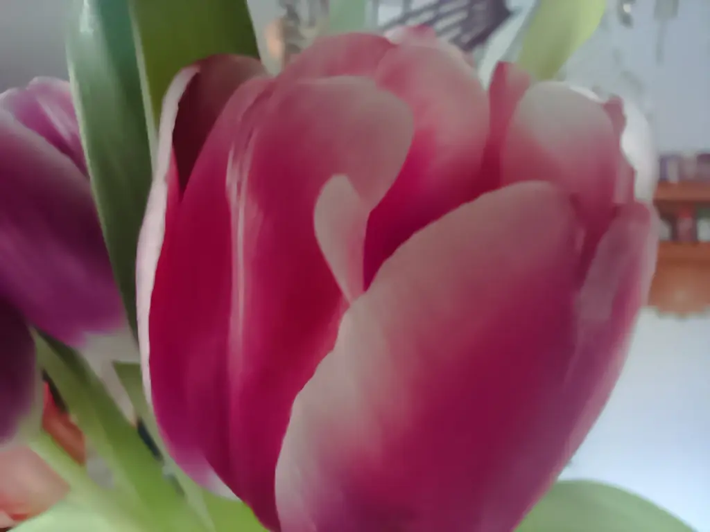 Condolence image of Claudia Vielen lieben Dank ❤️ für die lieben Worte und 