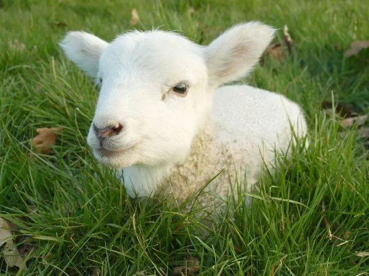 Condolence image of Gaby mit Snowy ❤️