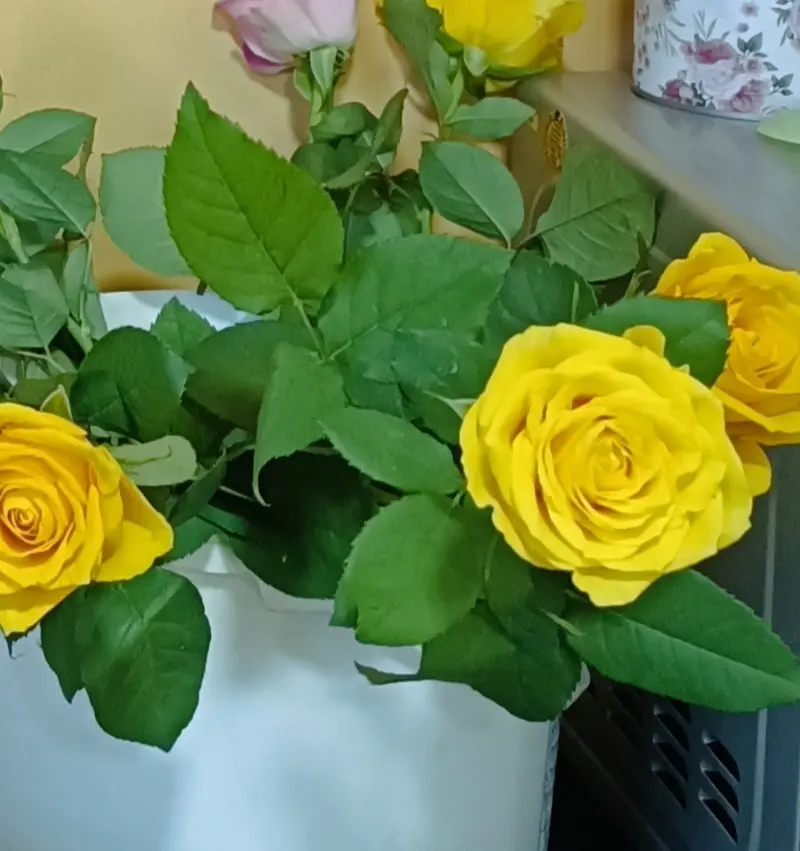 Condolence image of Claudia 