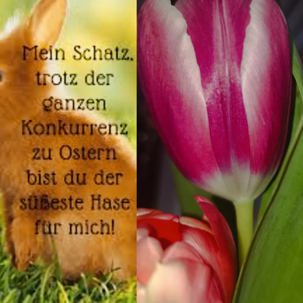 Condolence image of Claudia mit Skylar ganz tief im Herzen ❤️