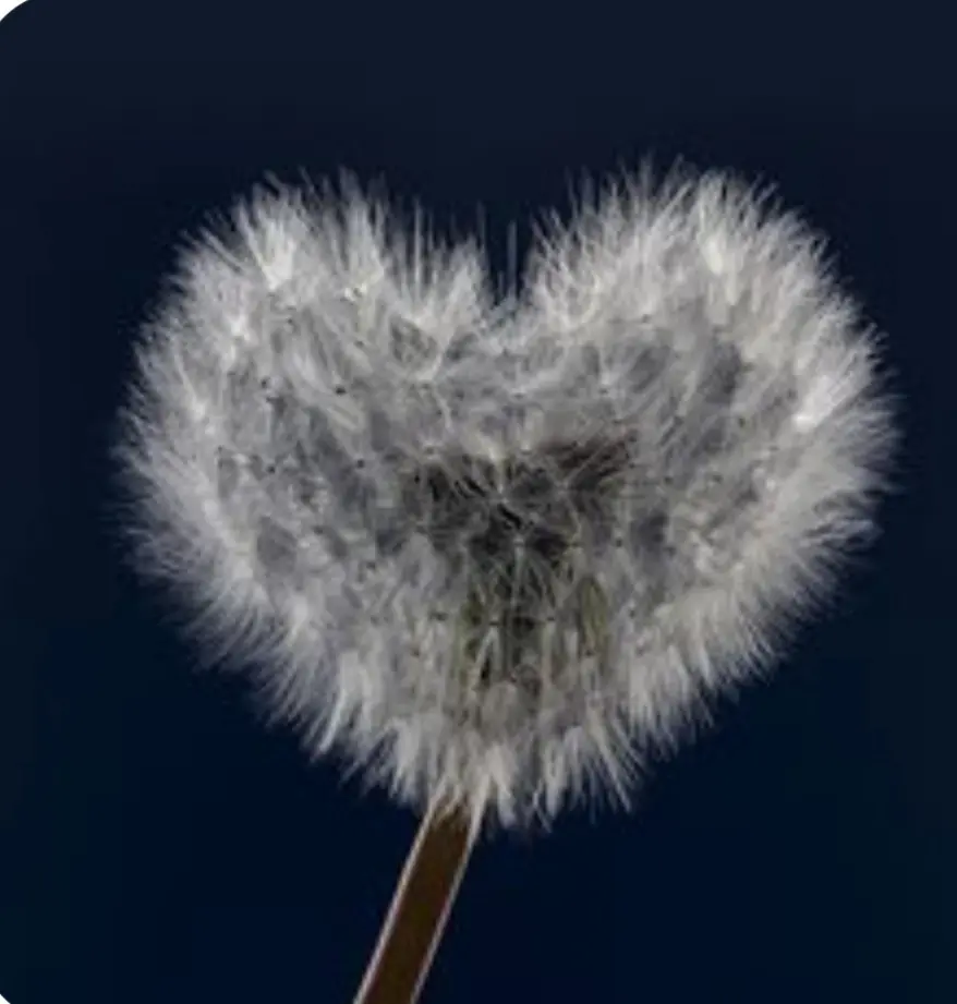 Condolence image of Claudia 