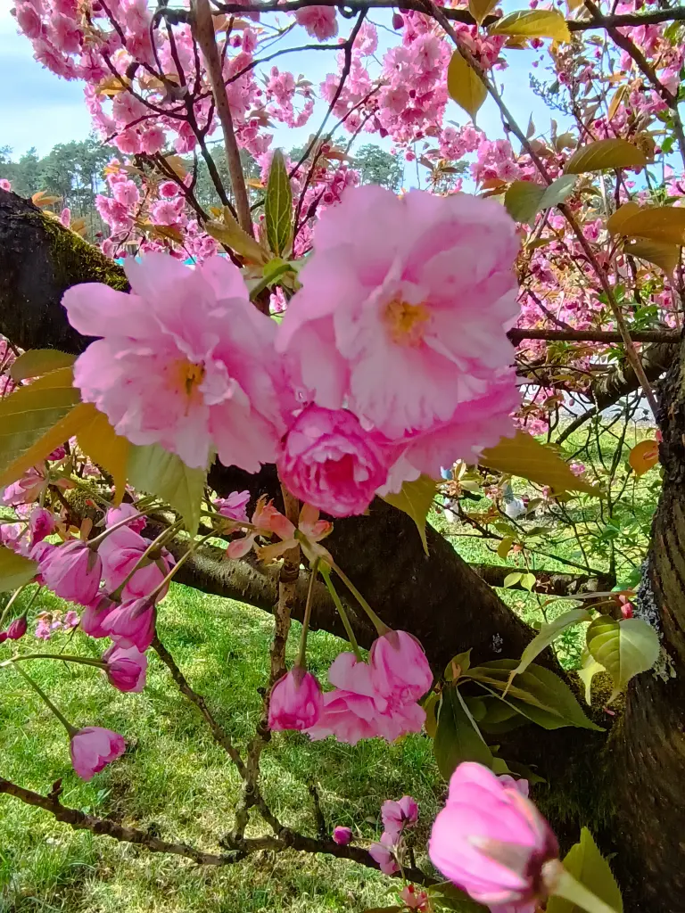 Condolence image of Claudia 