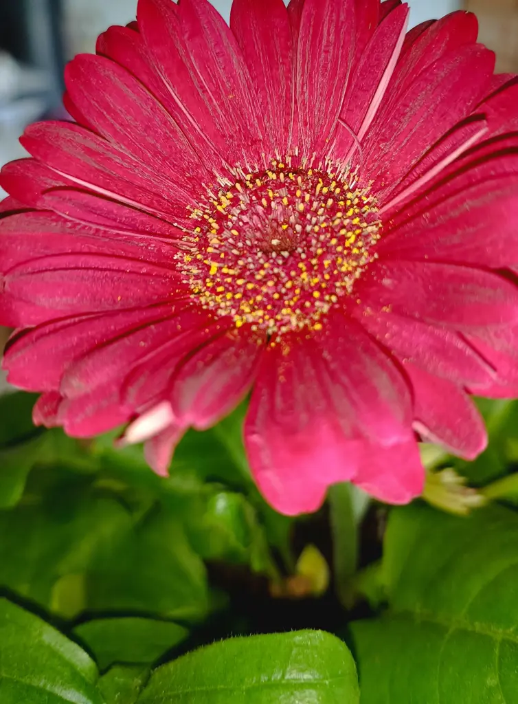 Condolence image of Claudia 