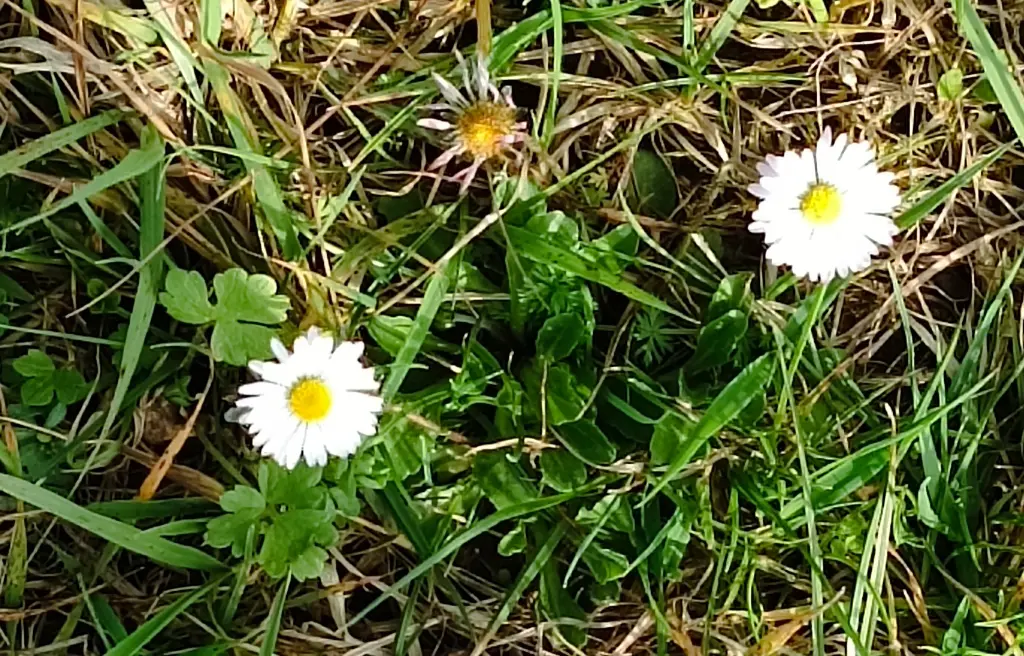Condolence image of Claudia mit Skylar ganz tief im Herzen ❤️