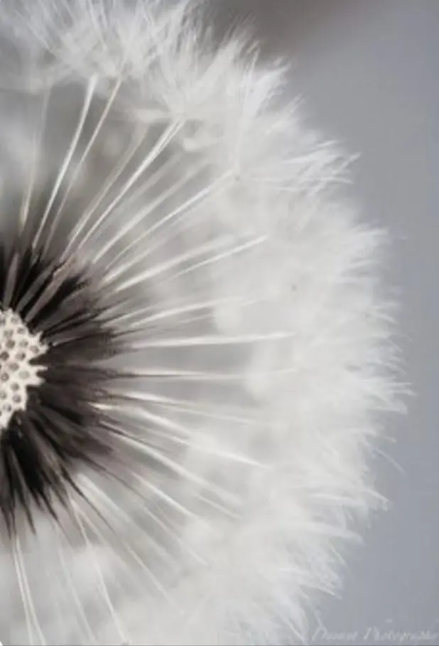 Condolence image of Claudia 