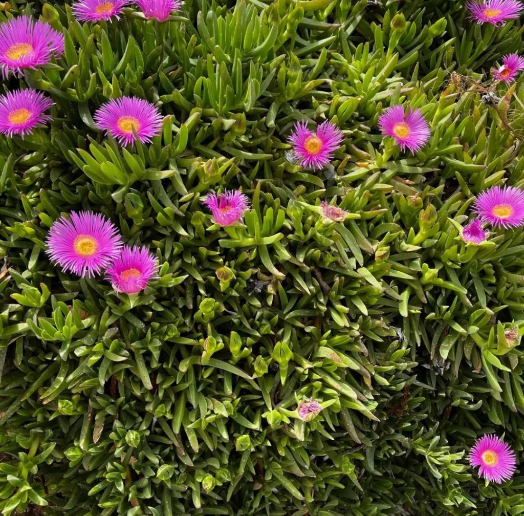 Condolence image of Gaby mit Snowy ❤️