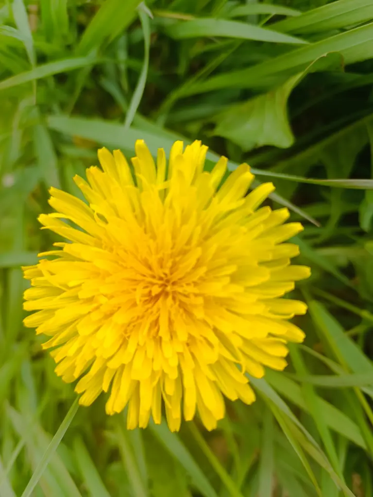 Condolence image of Claudia mit Skylar ganz tief im Herzen ❤️