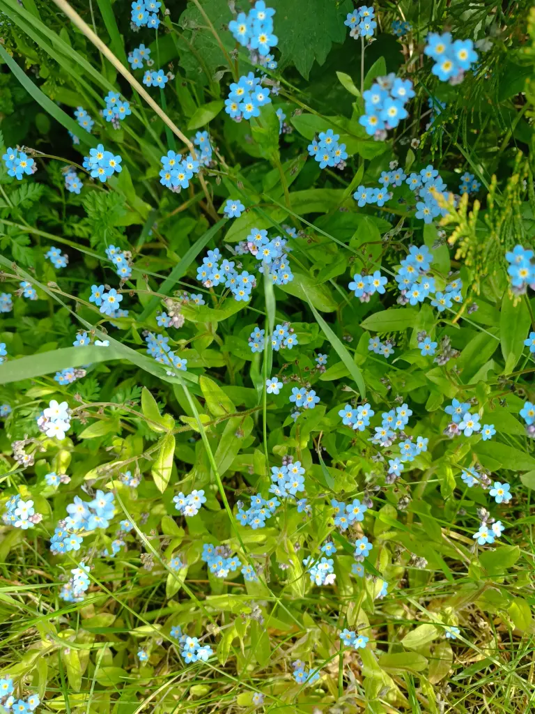 Condolence image of Claudia 