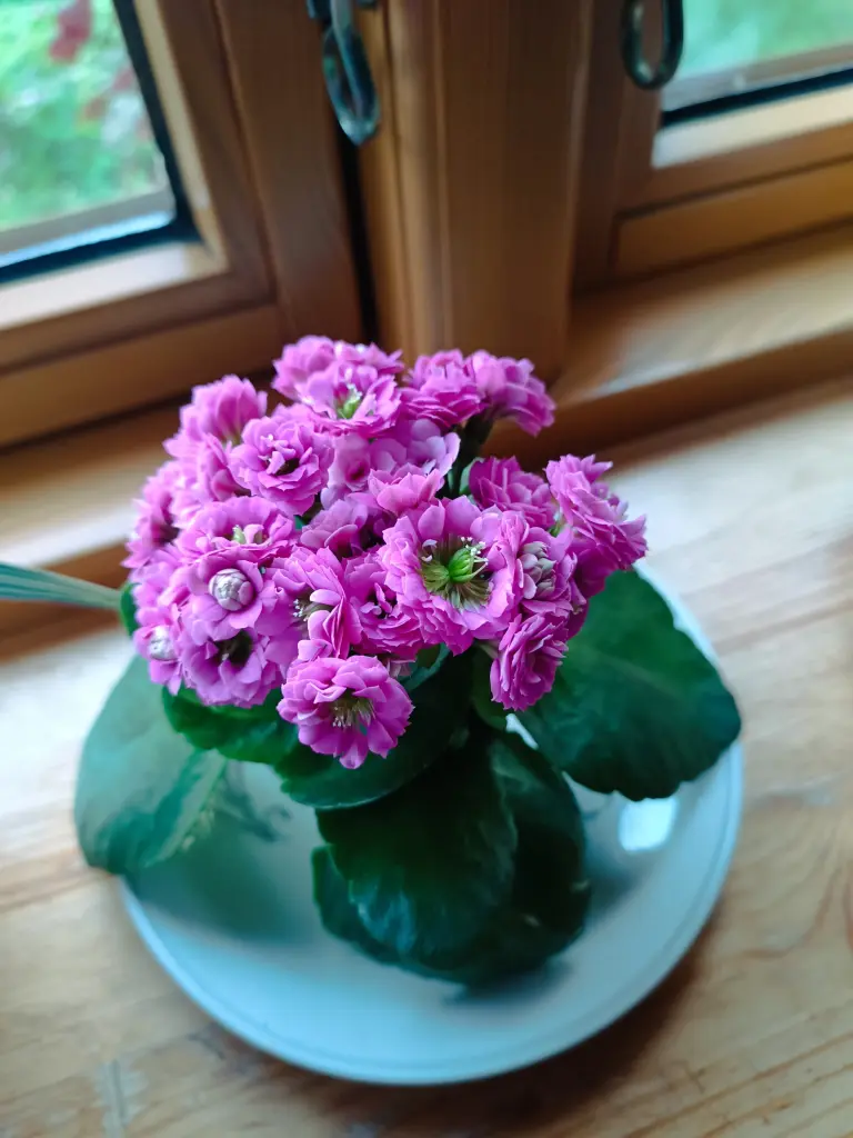 Condolence image of Claudia 