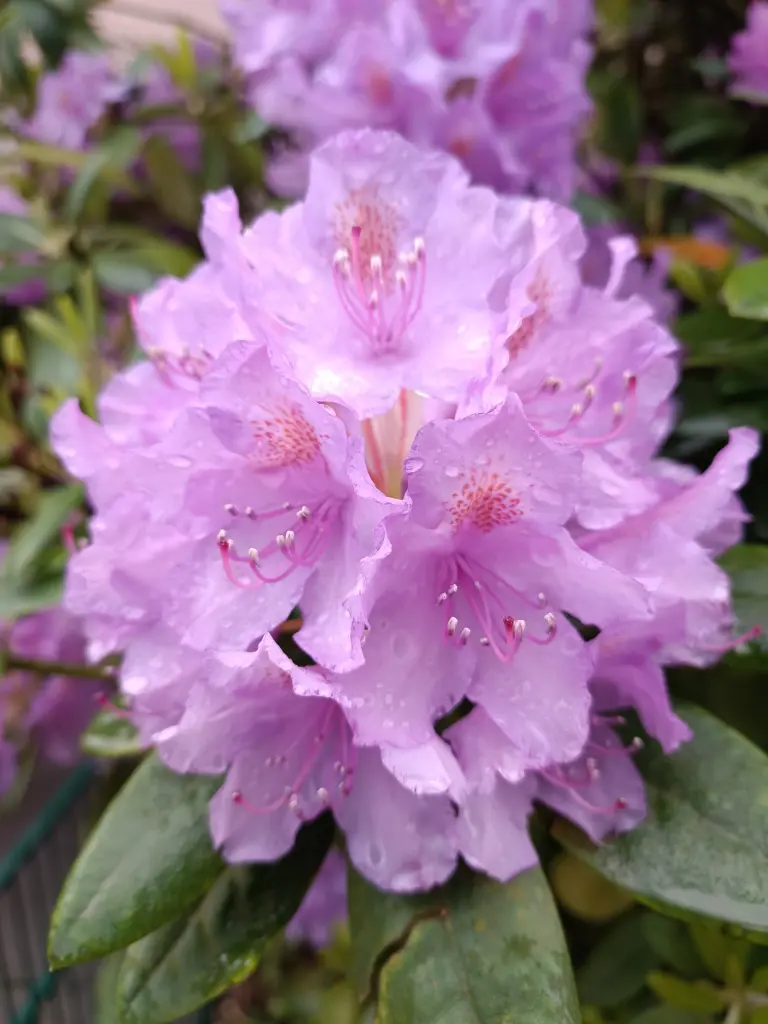 Condolence image of Claudia 