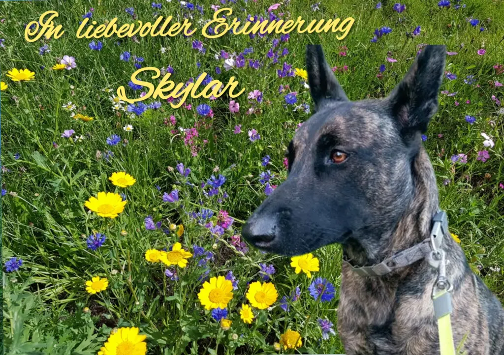 Condolence image of Gaby mit Snowy ❤️