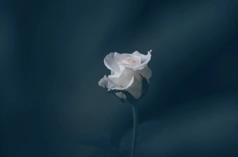 Condolence image of Claudia ❤️