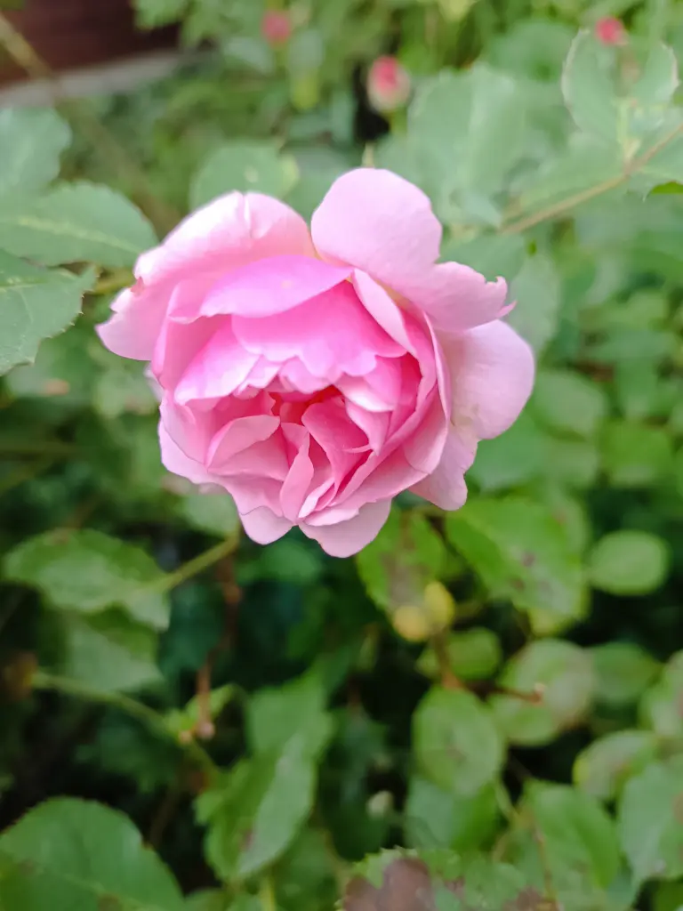 Condolence image of Claudia ❤️