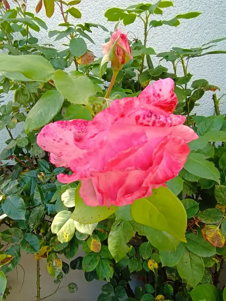 Condolence image of Unvergessen und Vermisst ❤️