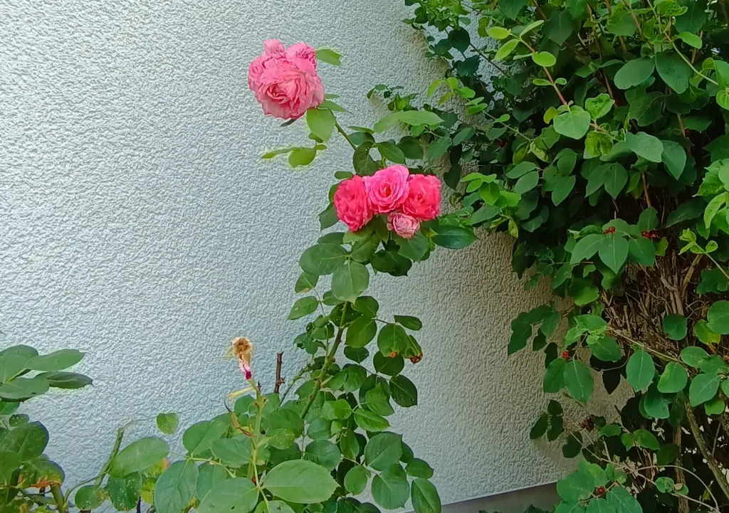 Condolence image of Claudia ❤️