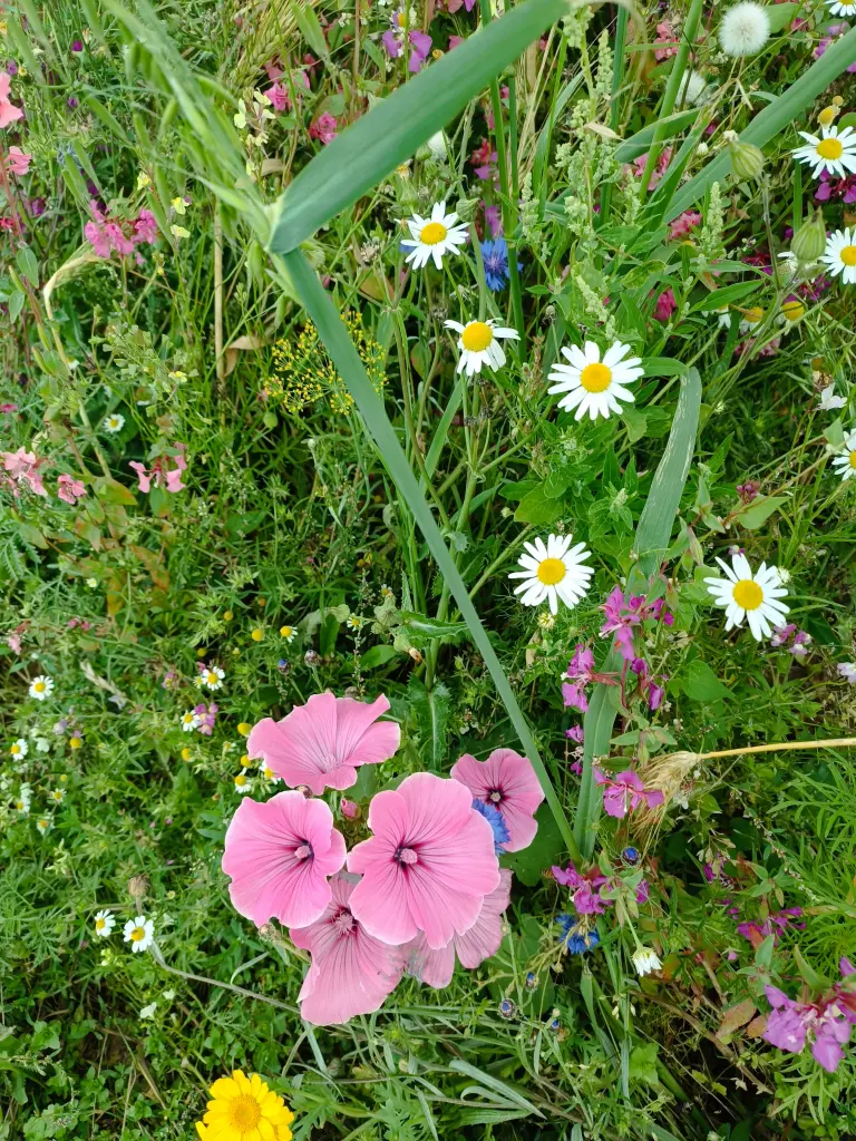 Condolence image of Claudia ❤️