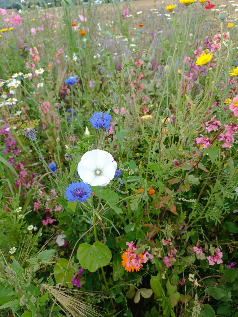 Condolence image of Claudia ❤️