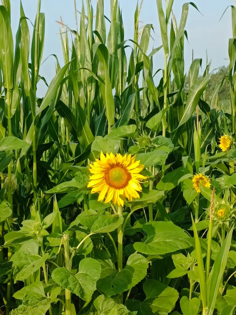 Condolence image of Claudia mit Skylar ganz tief im Herzen ❤️