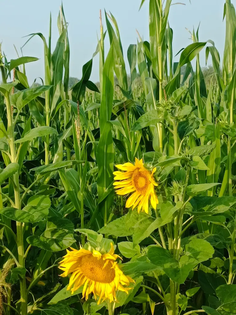 Condolence image of Claudia mit Skylar ganz tief im Herzen ❤️