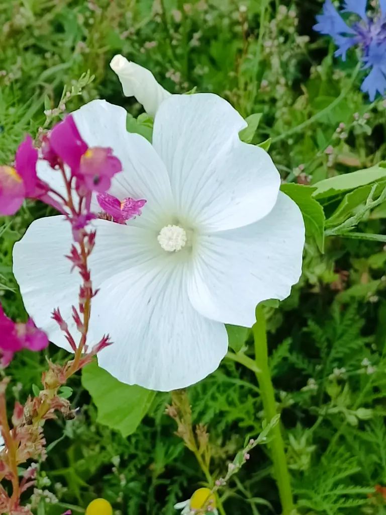 Condolence image of Claudia mit Skylar ganz tief im Herzen ❤️