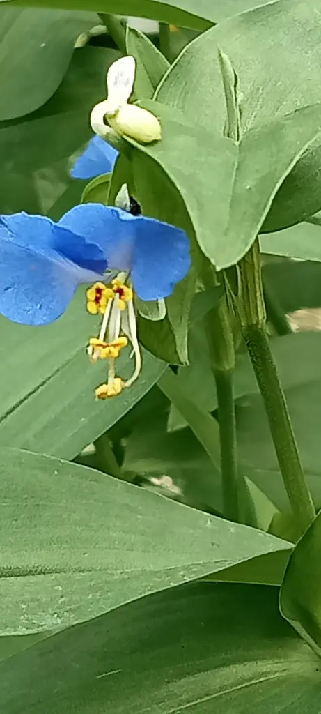 Condolence image of Claudia ❤️