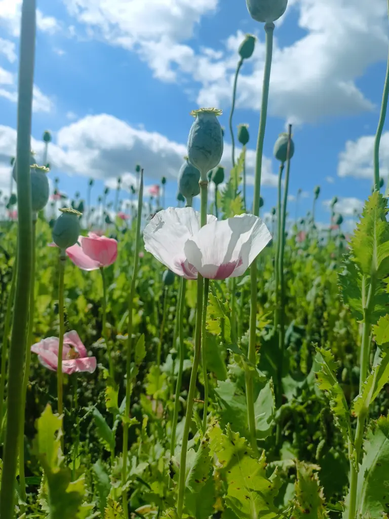 Condolence image of C. mit Skylar ganz tief im ❤️