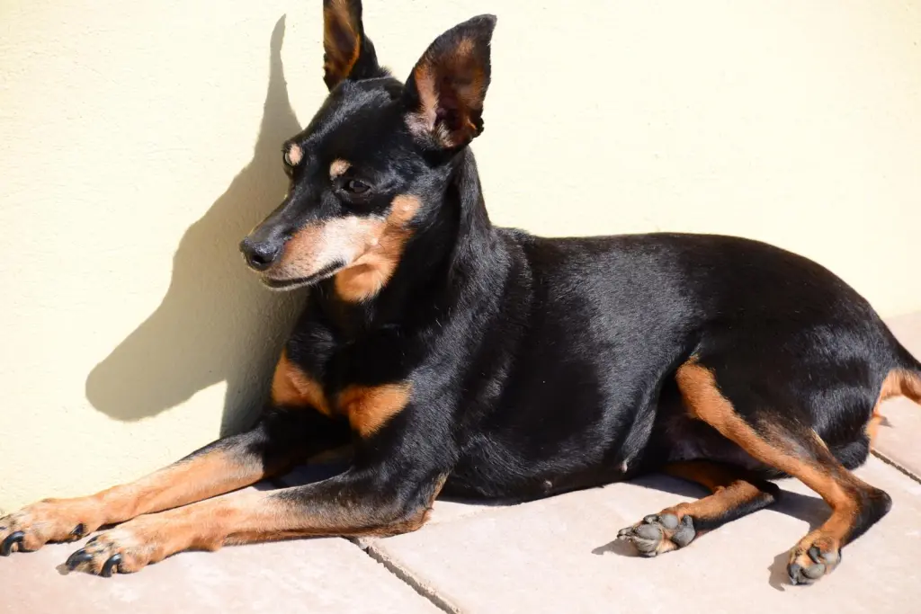 Andachtsbild von Cornelia