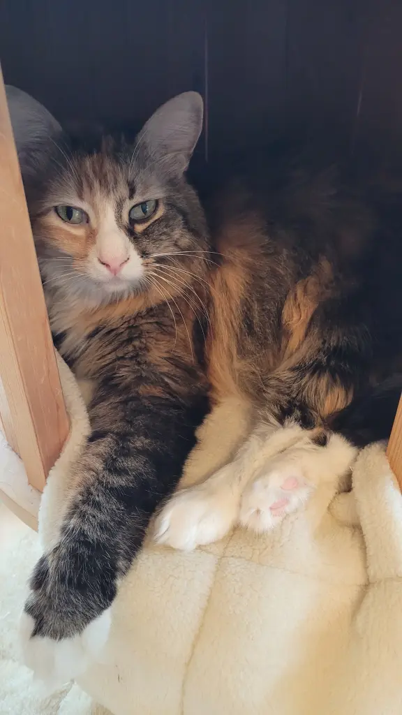 Andachtsbild von Hanne mit Kony im Herzen