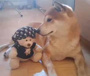 Condolence image of Anne mit Nero im Herzen 