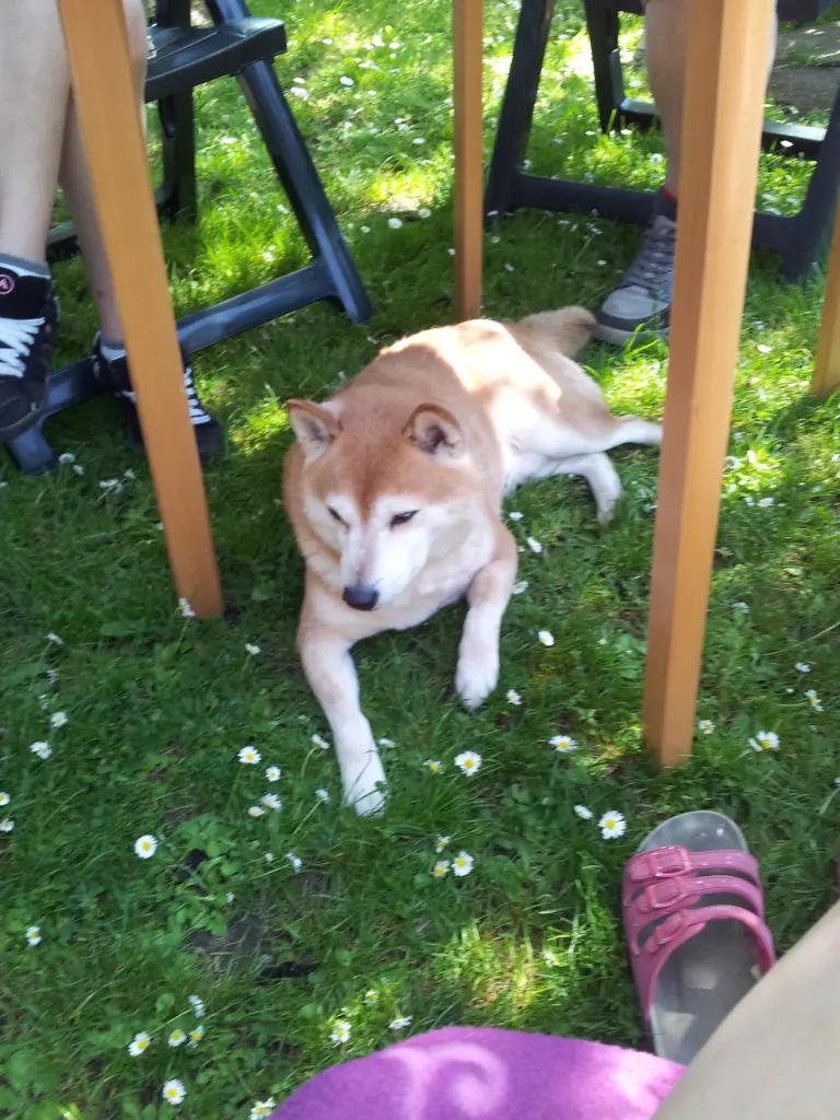 Condolence image of Anne mit Nero im Herzen