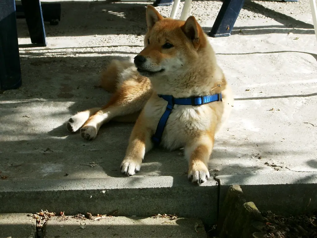 Condolence image of Anne mit Nero im Herzen