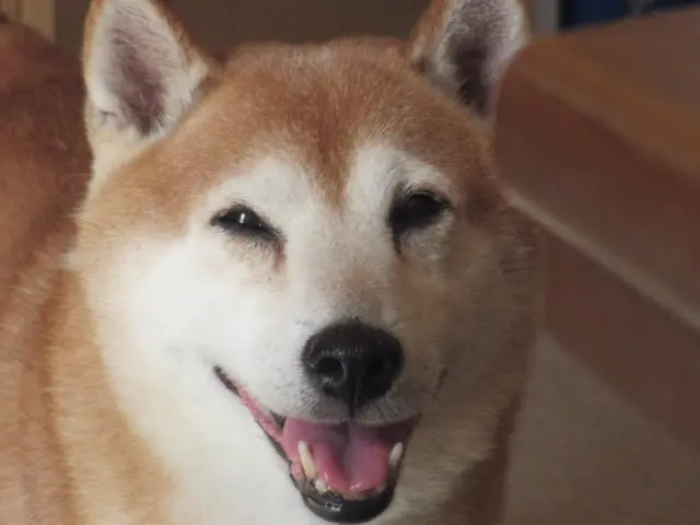 Condolence image of Anne mit Nero & Buddy Im <3