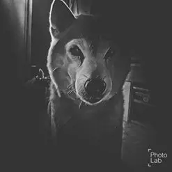 Condolence image of Anne mit Nero im Herzen