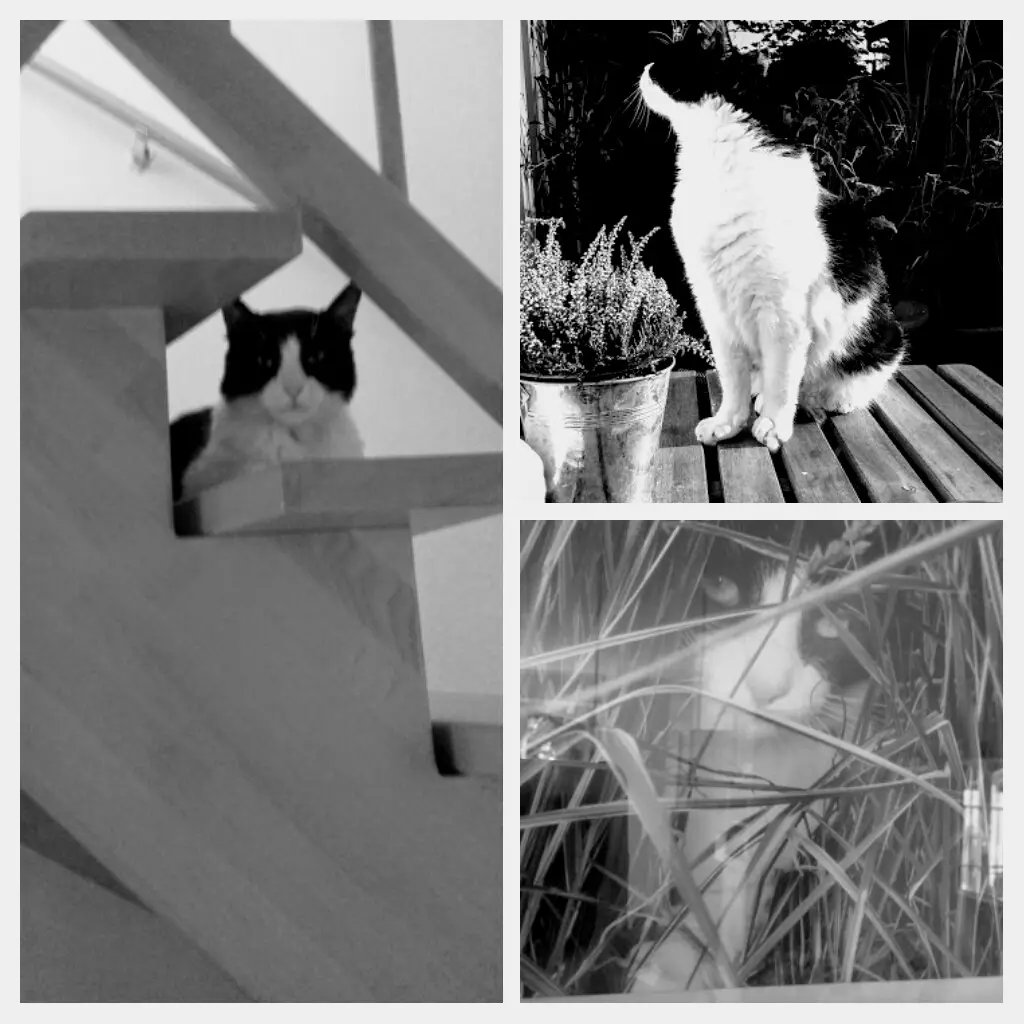 Condolence image of Monika mit Carlo im Herzen 