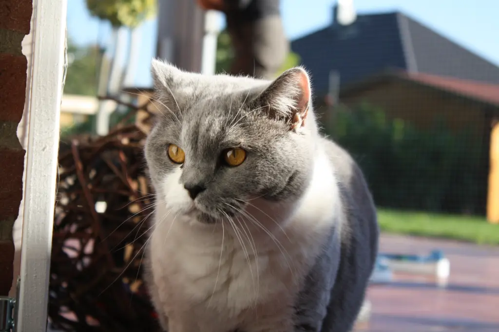 Image from Krümelchen