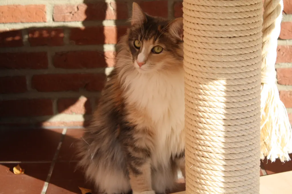 Image from Krümelchen