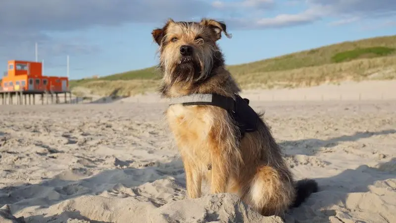 Condolence image of Petra 