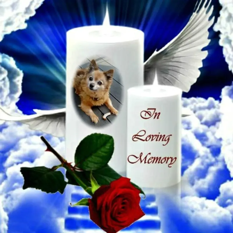 Condolence image of Fur Marplelein❤️