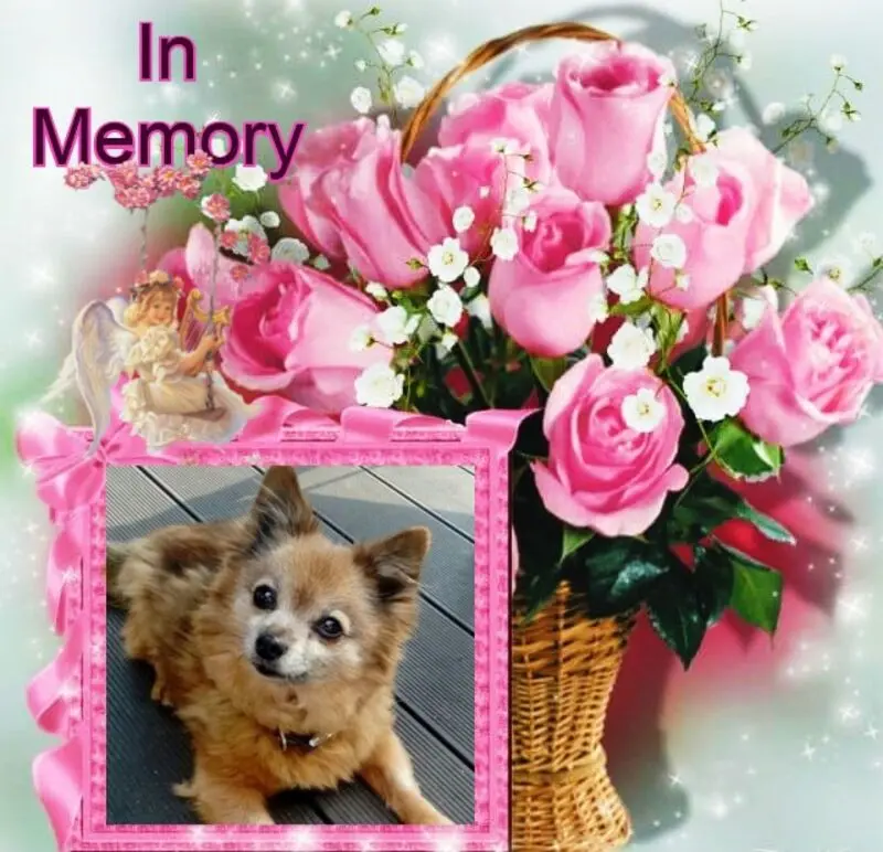 Condolence image of ❤️❤️❤️❤️❤️❤️❤️❤️❤️❤️❤️❤️❤️❤️