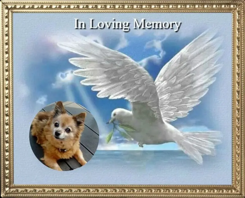 Condolence image of ❤️❤️❤️❤️❤️❤️❤️❤️❤️❤️❤️❤️❤️❤️