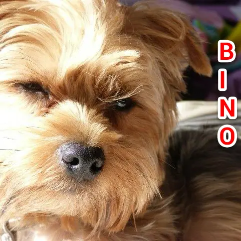Image from Bino