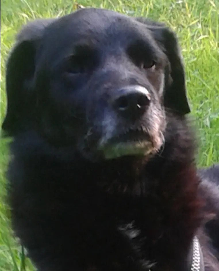 Condolence image of Dietmar