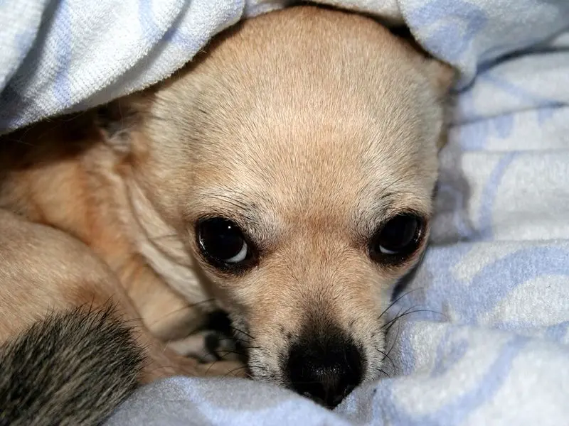 Condolence image of Evelyn Jeffries