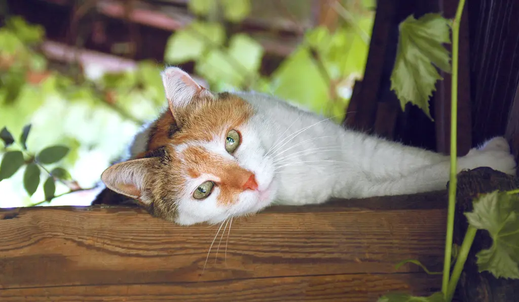 Condolence image of Sabine mit Mimmi im Herzen