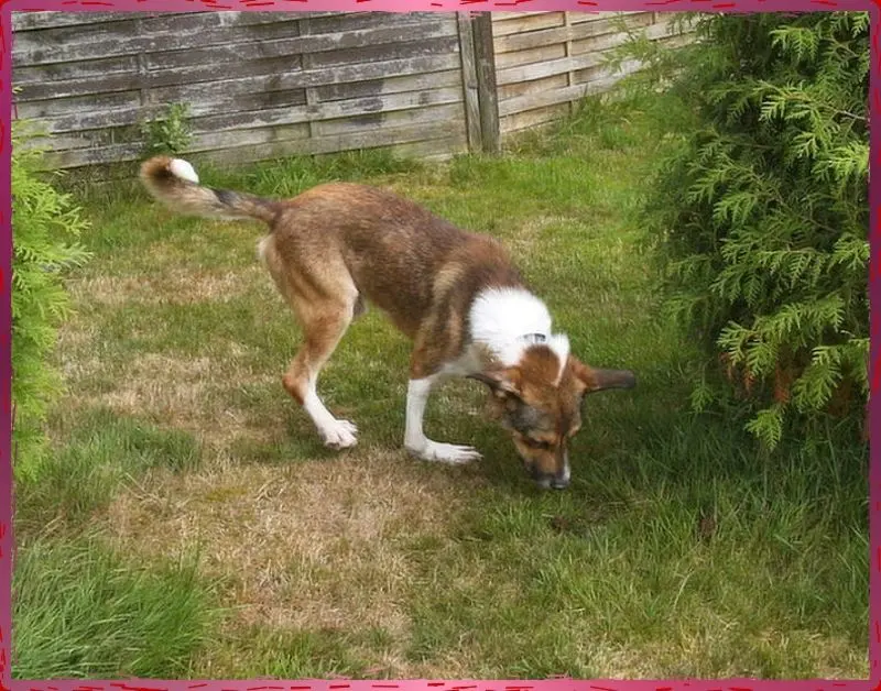 Andachtsbild von Collie in Not e. V.